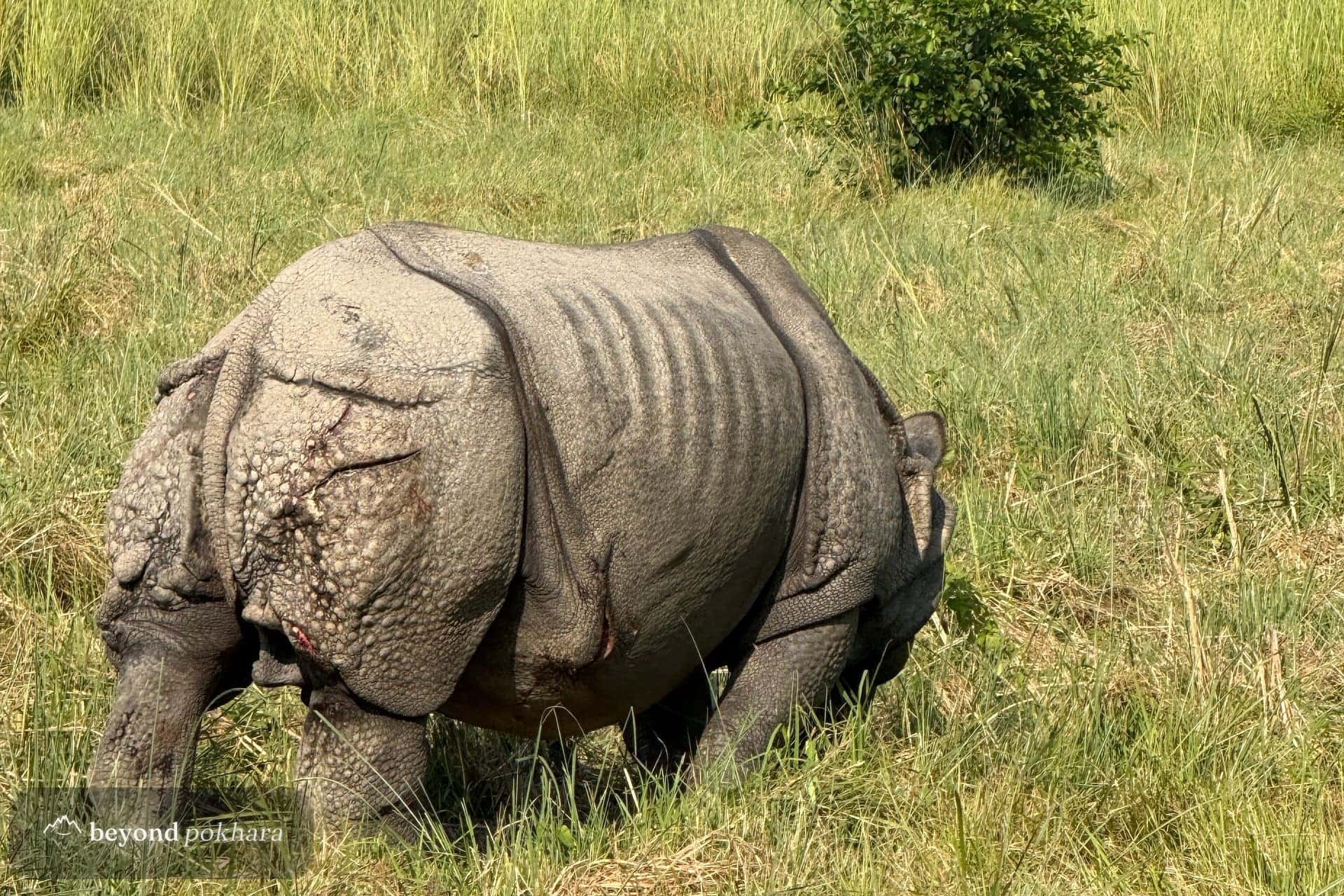 A one-horned rhino in Chitwan National Park